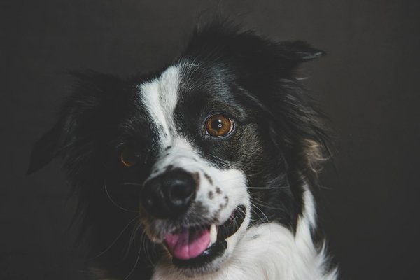 Comment choisir le sac de transport pour chat idéal ?